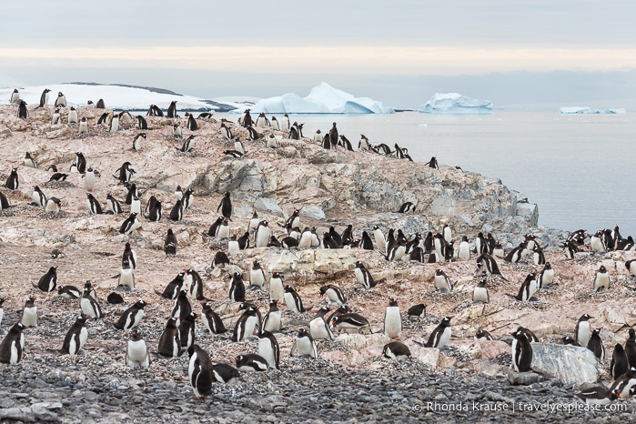 Horario del crucero antártico: visite la Antártida, Georgia del Sur y las Islas Malvinas