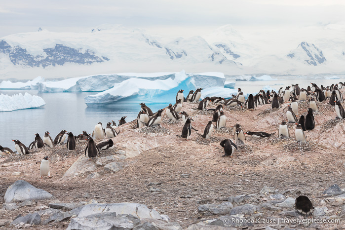 Guía de viajes a la Antártida: qué esperar cuando viaje a la Antártida por primera vez