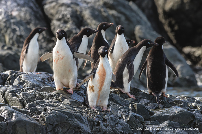 Viaje a la Antártida: qué esperar en su primera visita a la Antártida