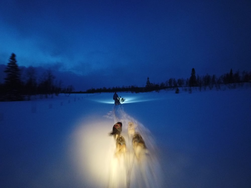 Husky trineo aaslid Polar Helgeland Susendal Noruega