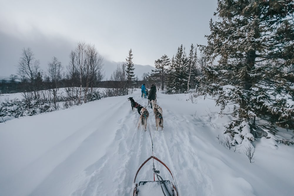 Husky trineo aaslid Helgeland polar