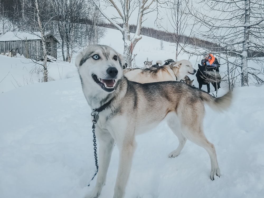Husky trineo aaslid Helgeland polar
