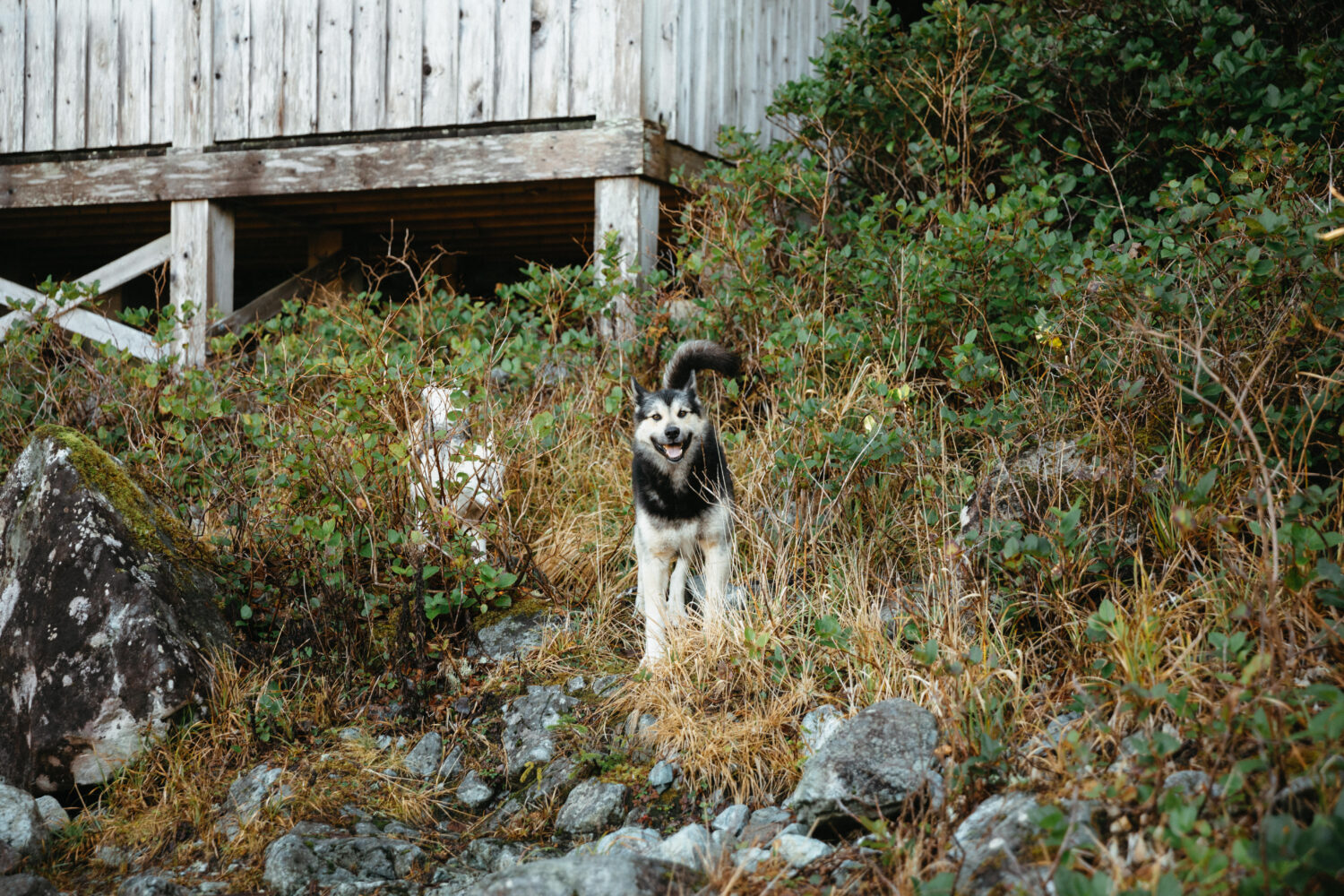 Perros salvajes en las aguas termales de la Bahía de la Isla de Vancouver - TheMandagies.com