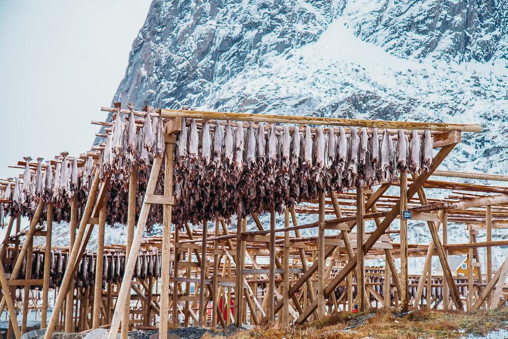 colgando secado Fischlofoten Noruega