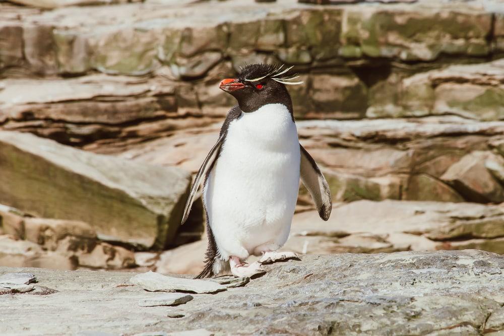 Pingüino de penacho amarillo Islas Malvinas