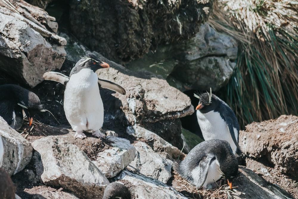 Pingüinos de penacho amarillo Islas Malvinas