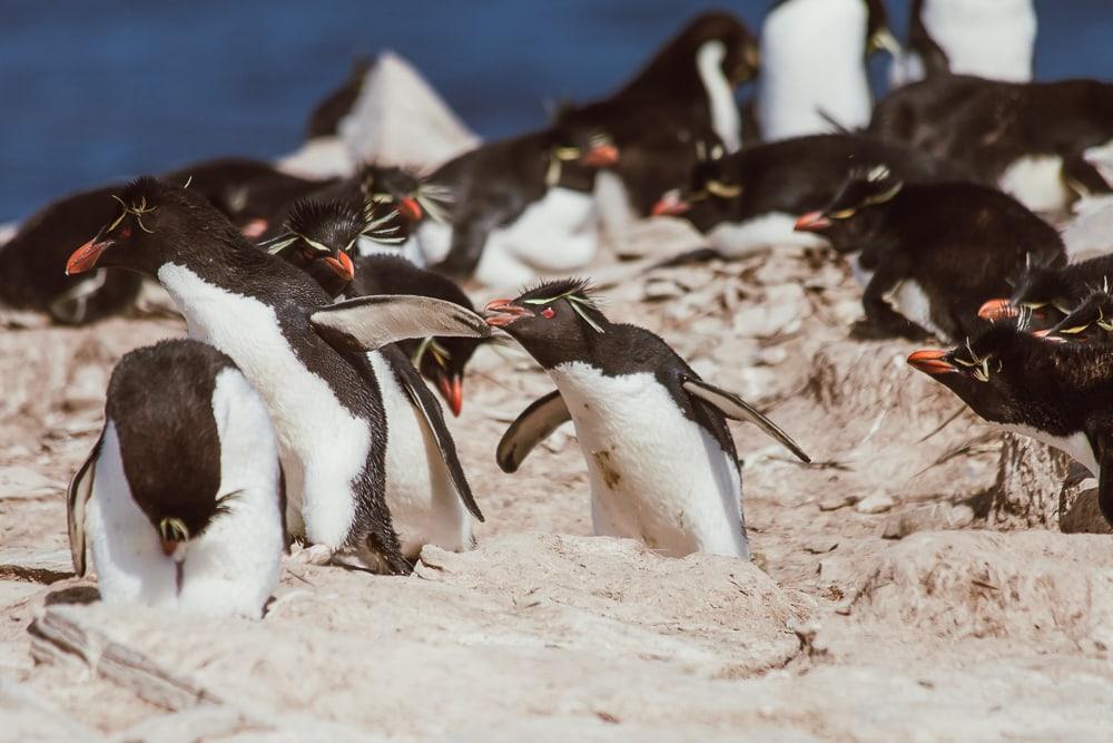 Pingüinos de penacho amarillo Islas Malvinas