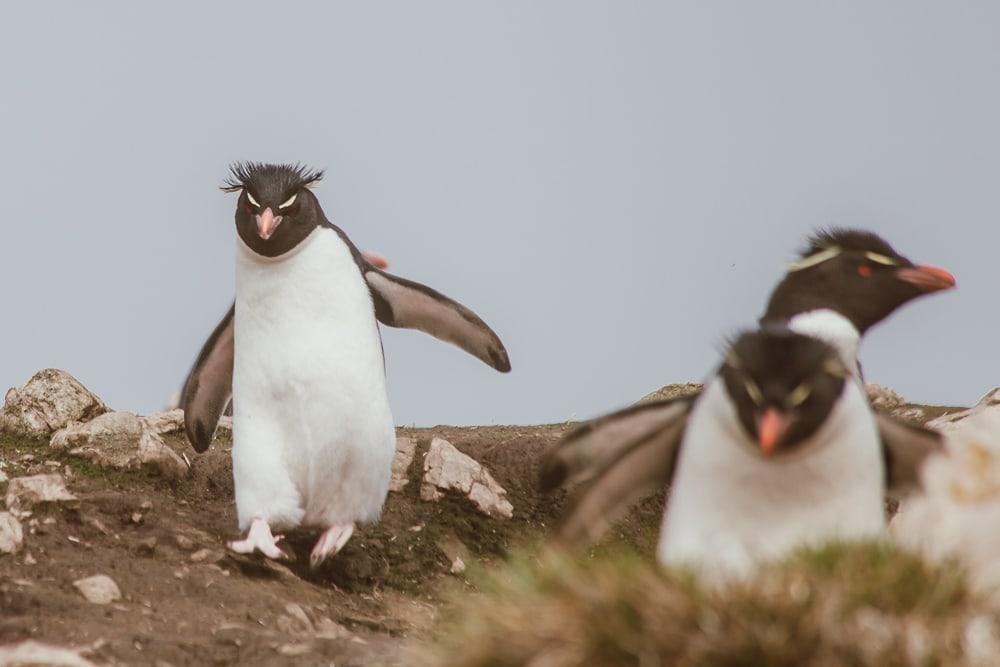 Pingüinos de penacho amarillo Islas Malvinas