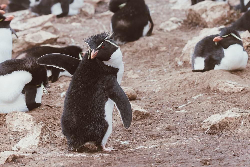 Pingüino de penacho amarillo Islas Malvinas