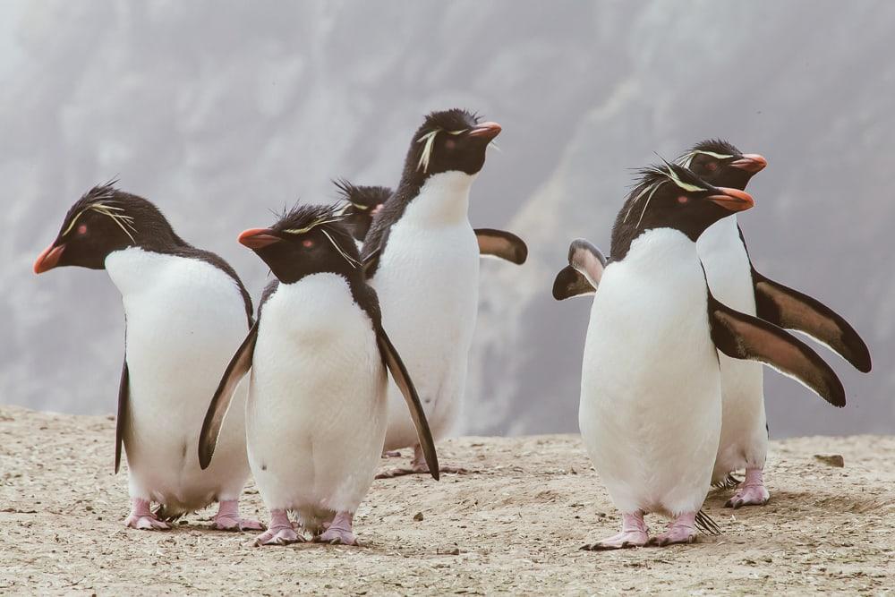 Pingüinos de penacho amarillo Islas Malvinas