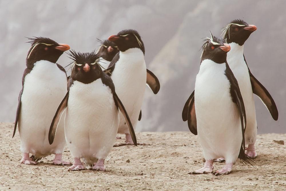 Pingüinos de penacho amarillo Islas Malvinas