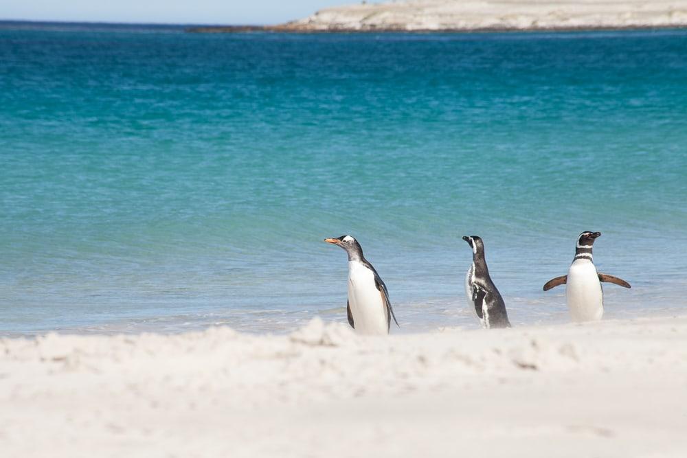 Los pingüinos nadan en las Islas Malvinas