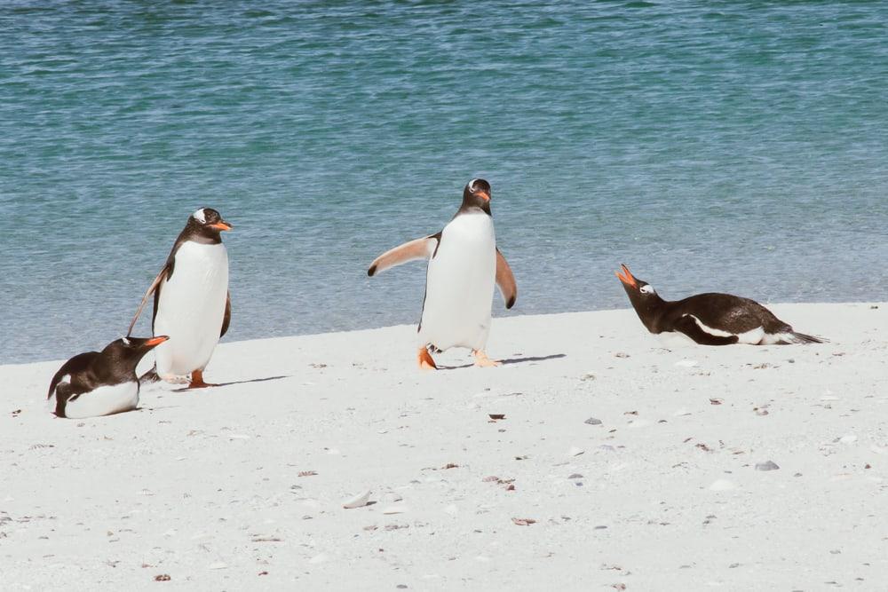 Pingüinos de las Malvinas