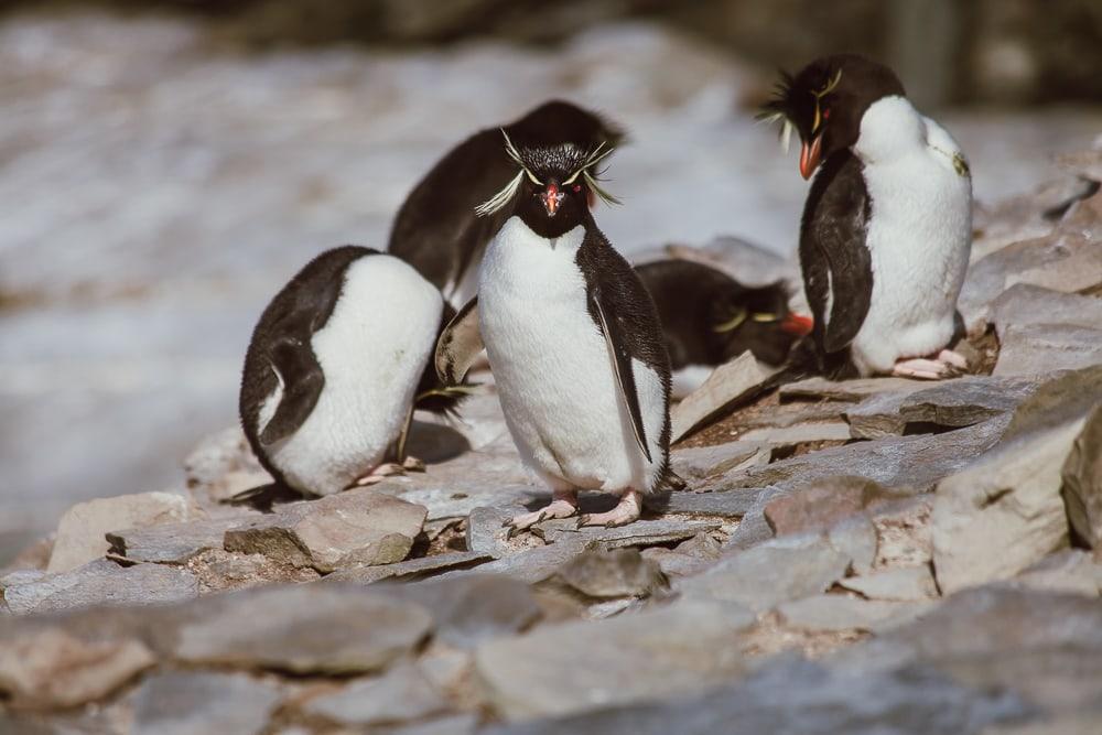 Pingüinos de penacho amarillo Islas Malvinas