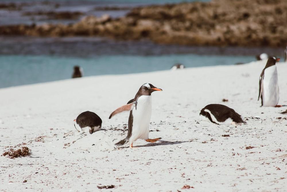 Pingüinos de las Malvinas