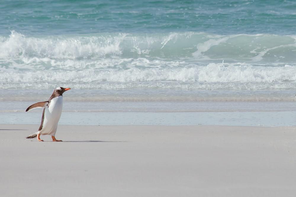 Pingüino de Gentoo Islas Malvinas