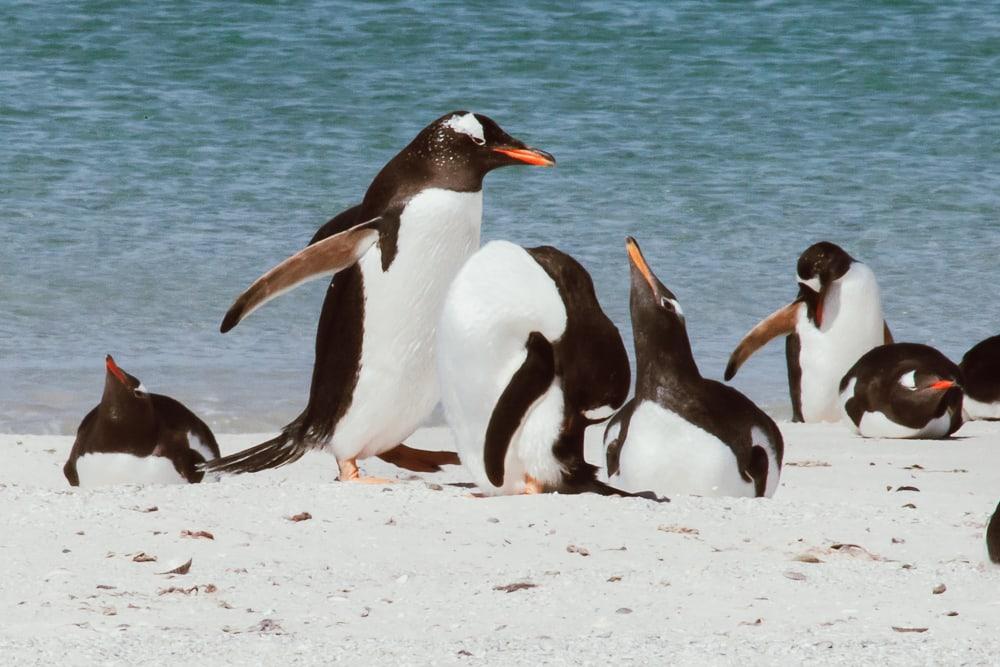 Pingüinos de las Malvinas