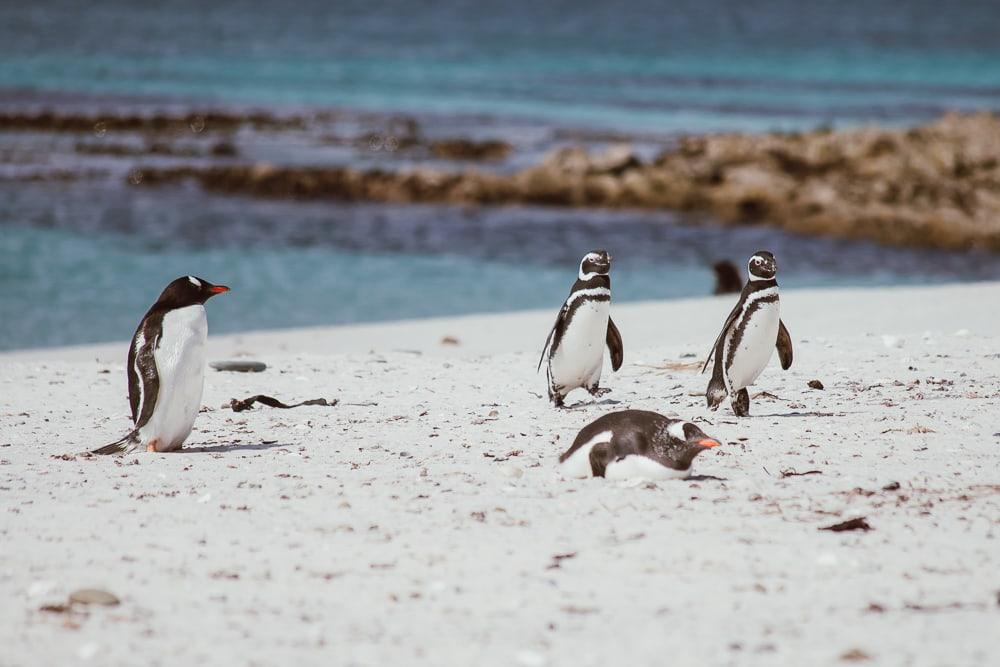 Pingüinos de Magallanes Islas Malvinas