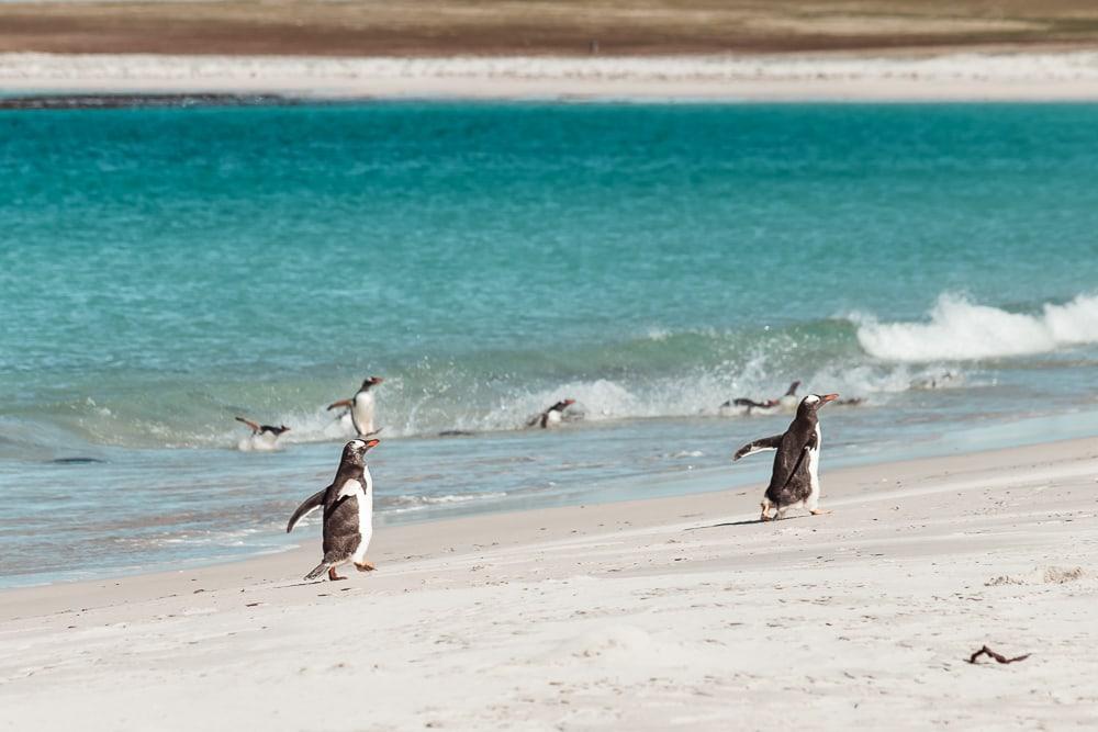 pingüinos flotantes Islas Malvinas