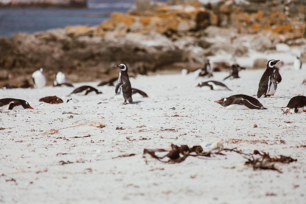 Pingüinos de Magallanes Islas Malvinas