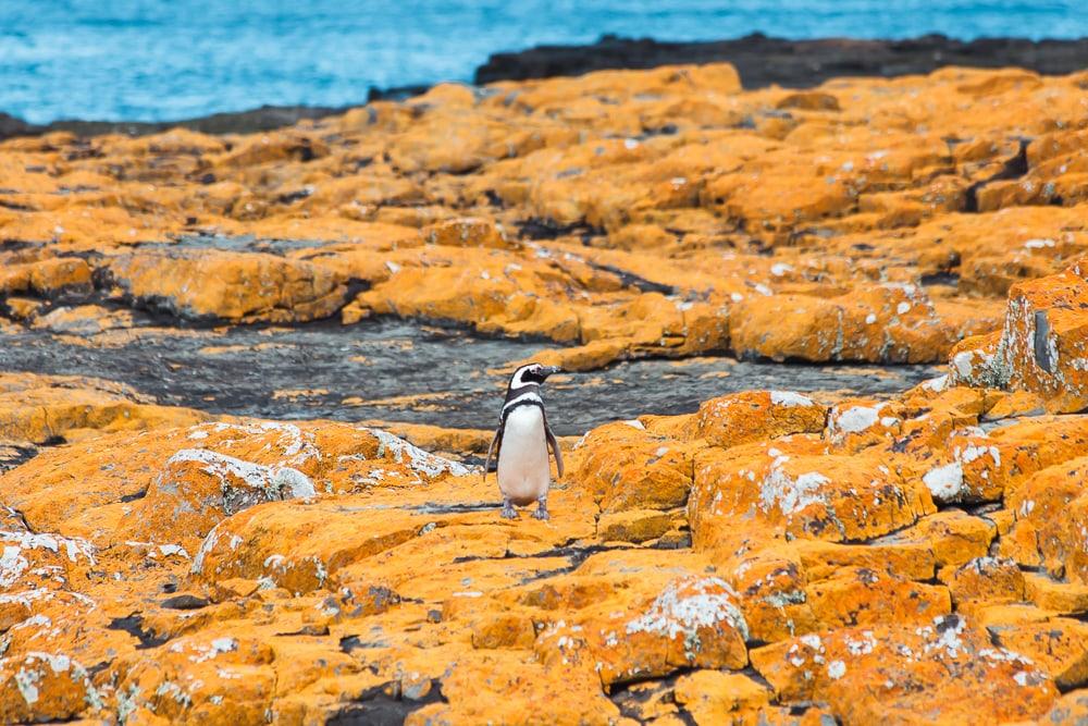 Pingüino de Magallanes Islas Malvinas