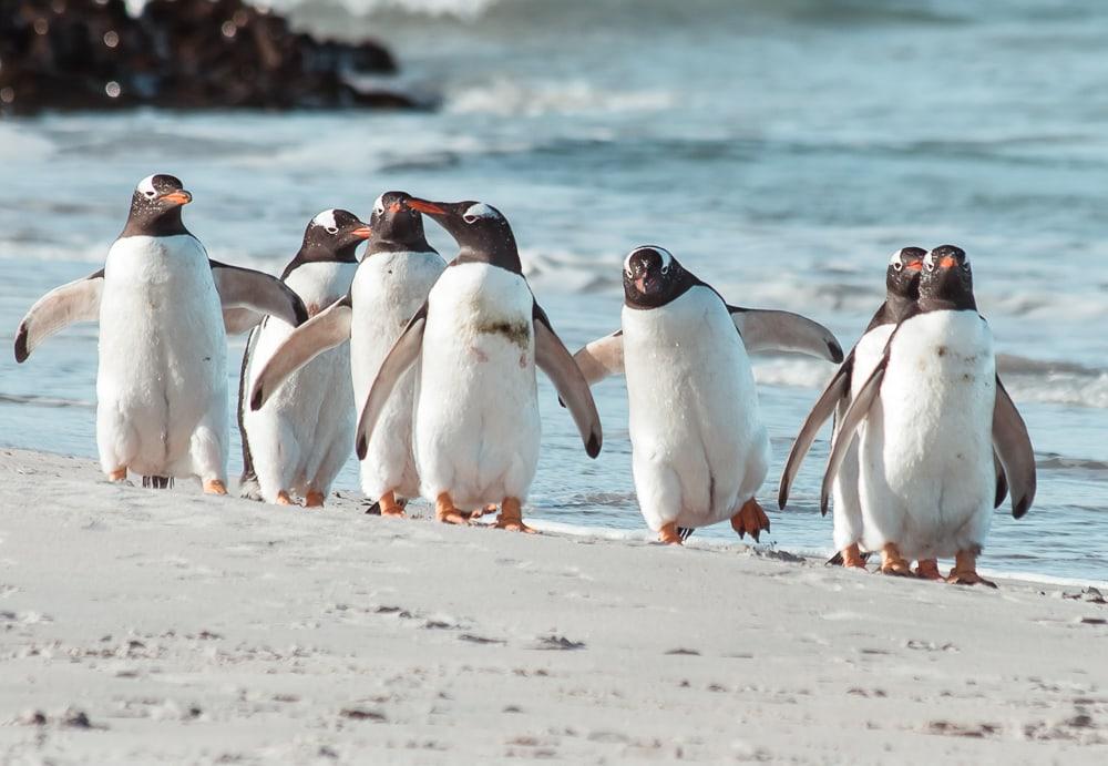 Pingüinos Gentoo Islas Malvinas