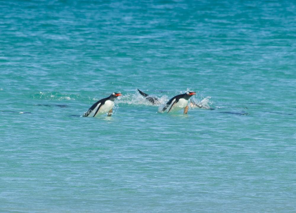 pingüinos flotantes Islas Malvinas