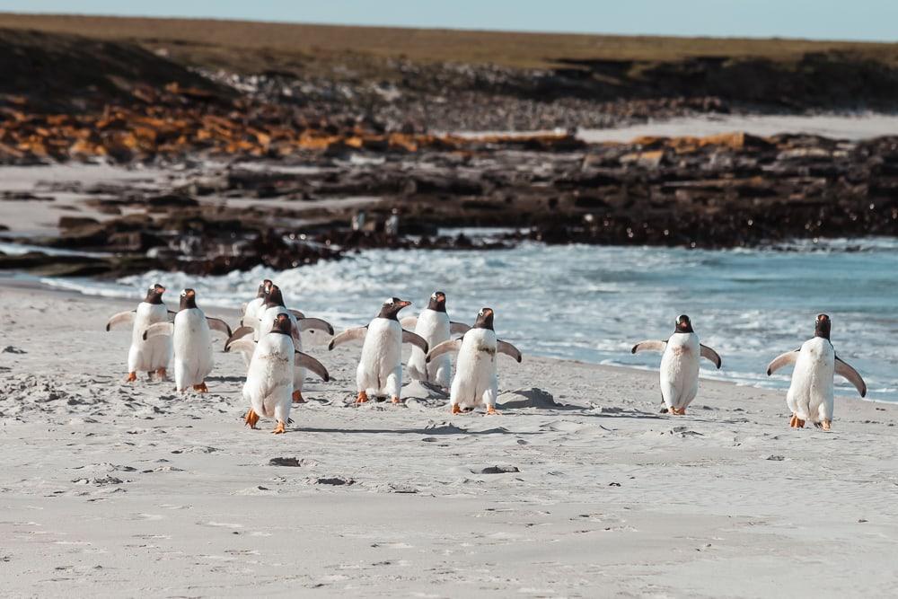 Pingüinos Gentoo Islas Malvinas