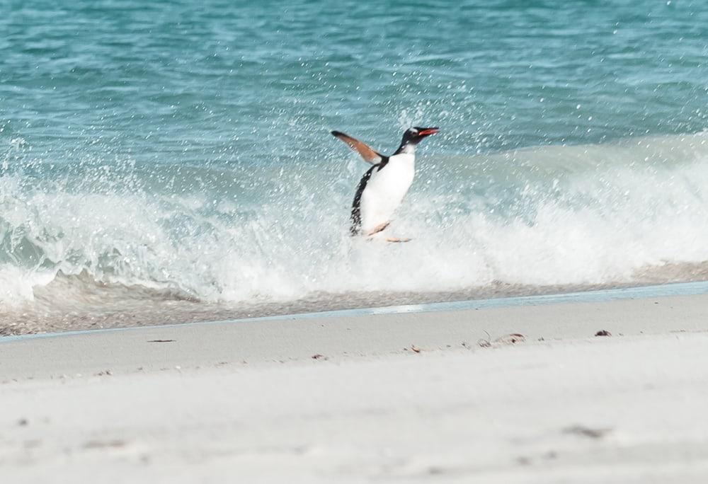 Pingüino de Gentoo Islas Malvinas
