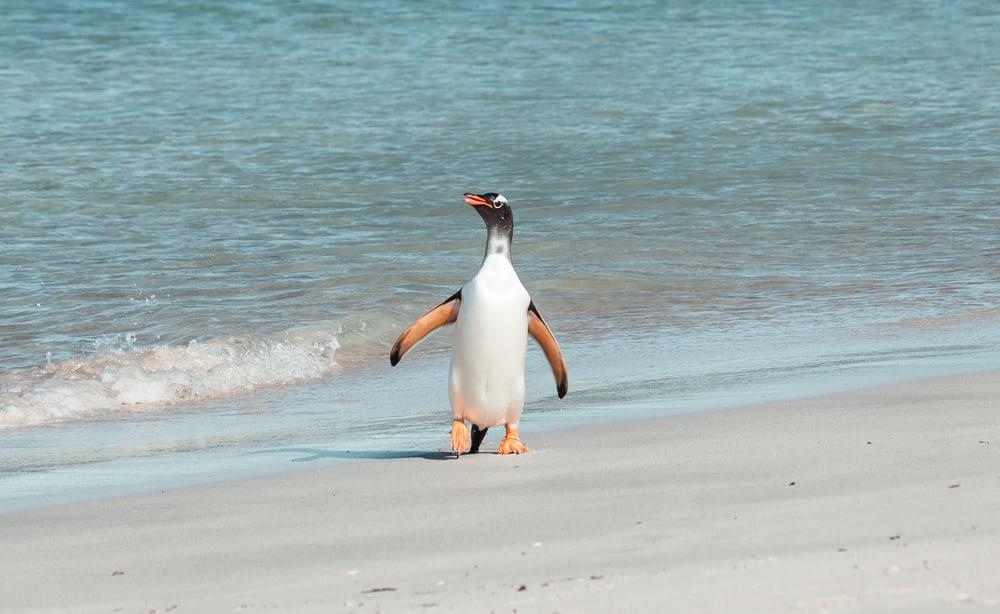 Pingüinos de las Malvinas