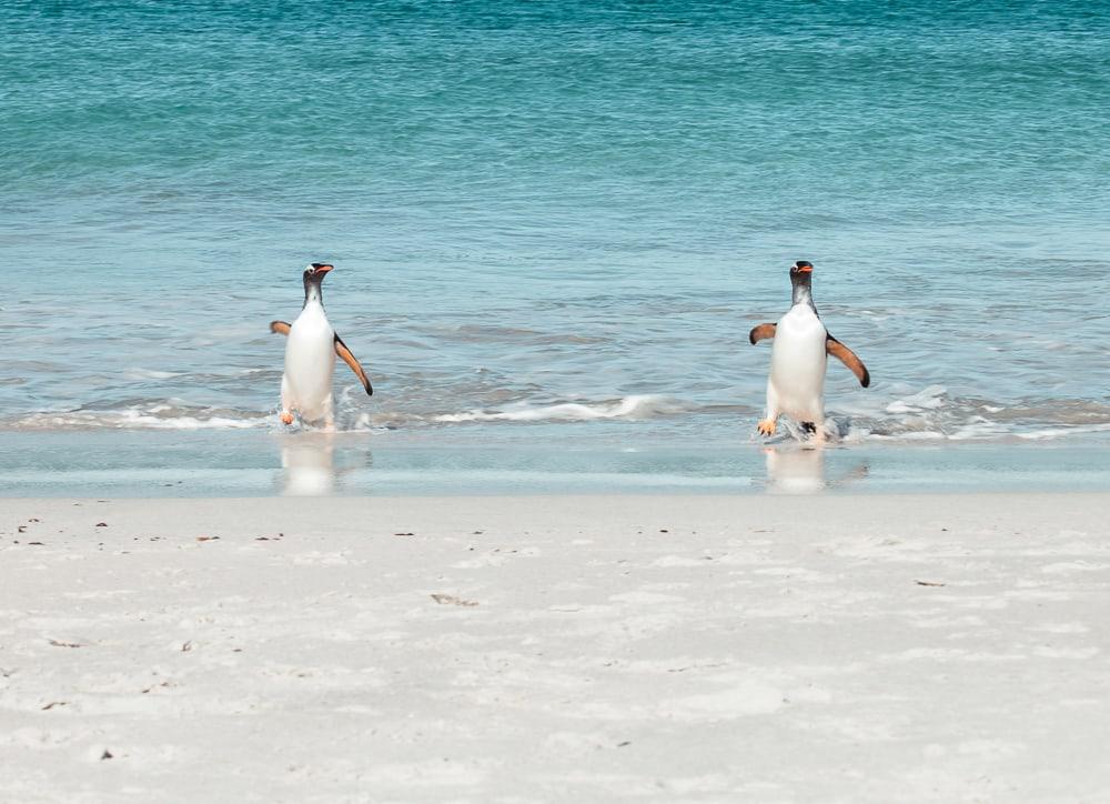 Los pingüinos nadan en las Islas Malvinas