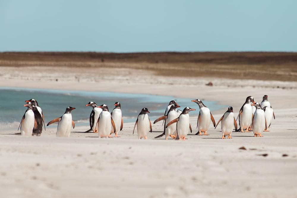 Pingüinos de las Malvinas