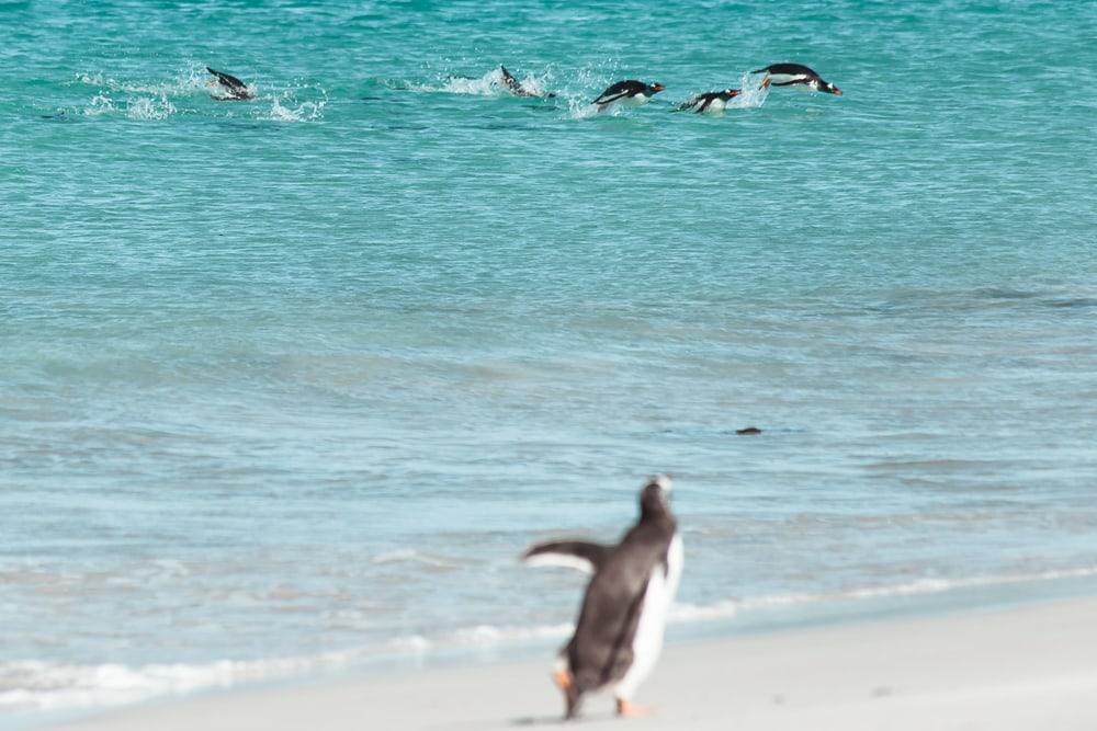 pingüinos flotantes Islas Malvinas