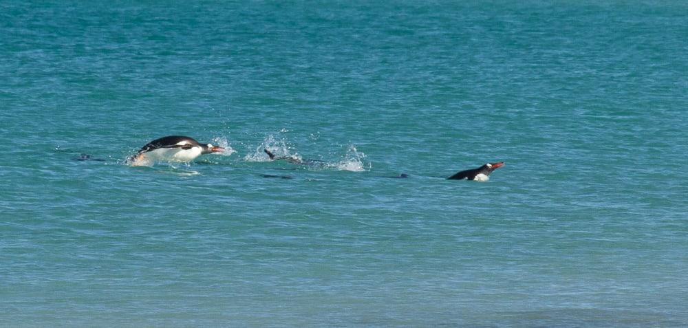 pingüinos flotantes Islas Malvinas