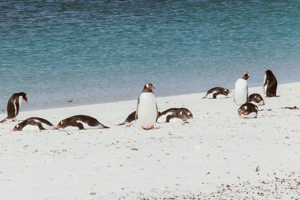 Pingüinos de las Malvinas