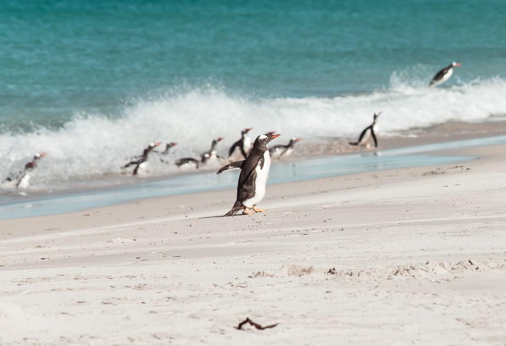 Pingüinos de las Malvinas