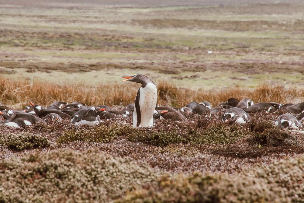 Pingüino de Gentoo Islas Malvinas