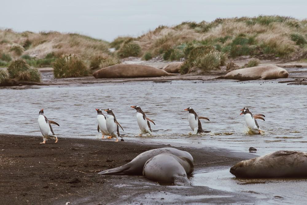Los pingüinos nadan en las Islas Malvinas
