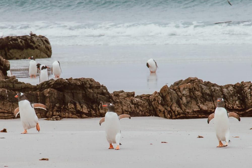 Pingüino de Gentoo Islas Malvinas