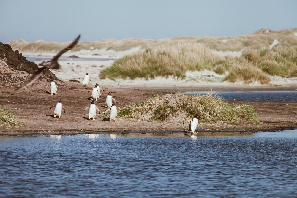Pingüinos de las Malvinas