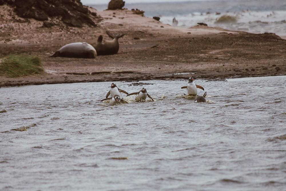 Los pingüinos nadan en las Islas Malvinas