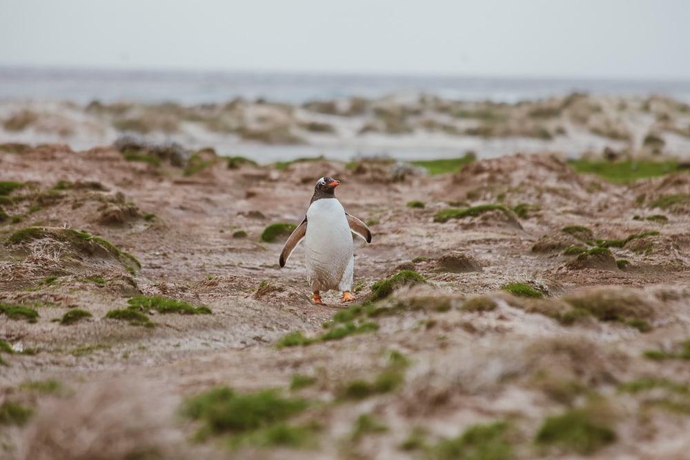 Pingüino de las Malvinas