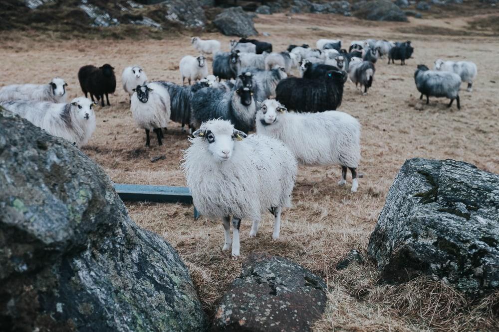 Ovejas en Lovund, Noruega
