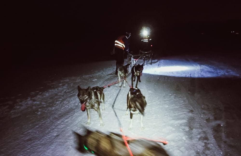 Husky en trineo Svalbard