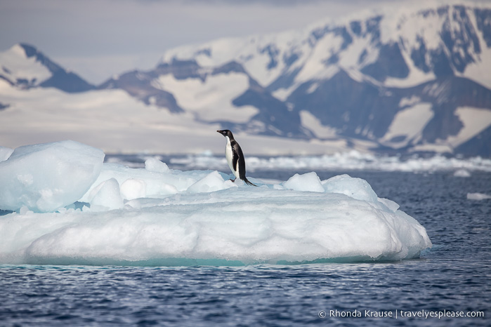 Viaje a la Antártida: itinerario para visitar la Antártida, Georgia del Sur y las Islas Malvinas en un crucero de expedición antártica
