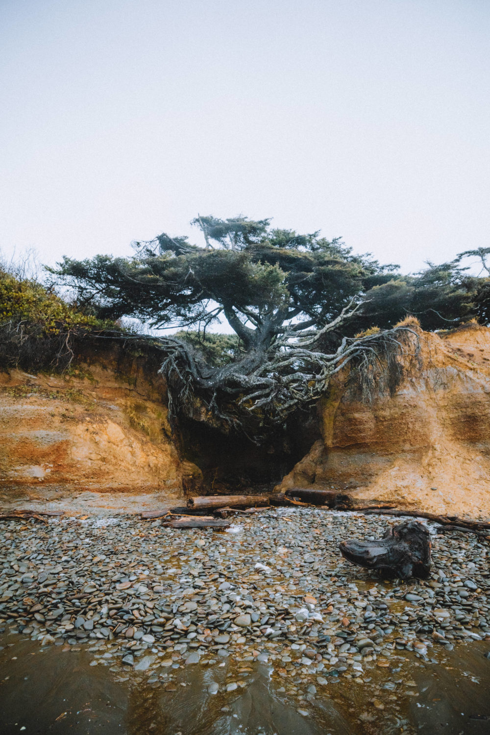 Vista de la cueva de la raíz del árbol en la costa de Washington
