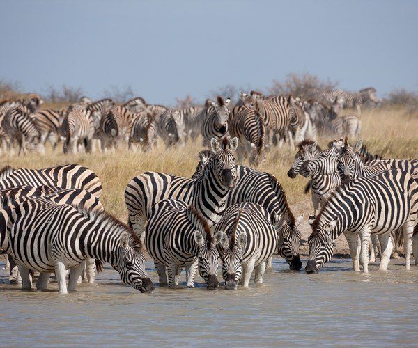Cebra migración Botswana