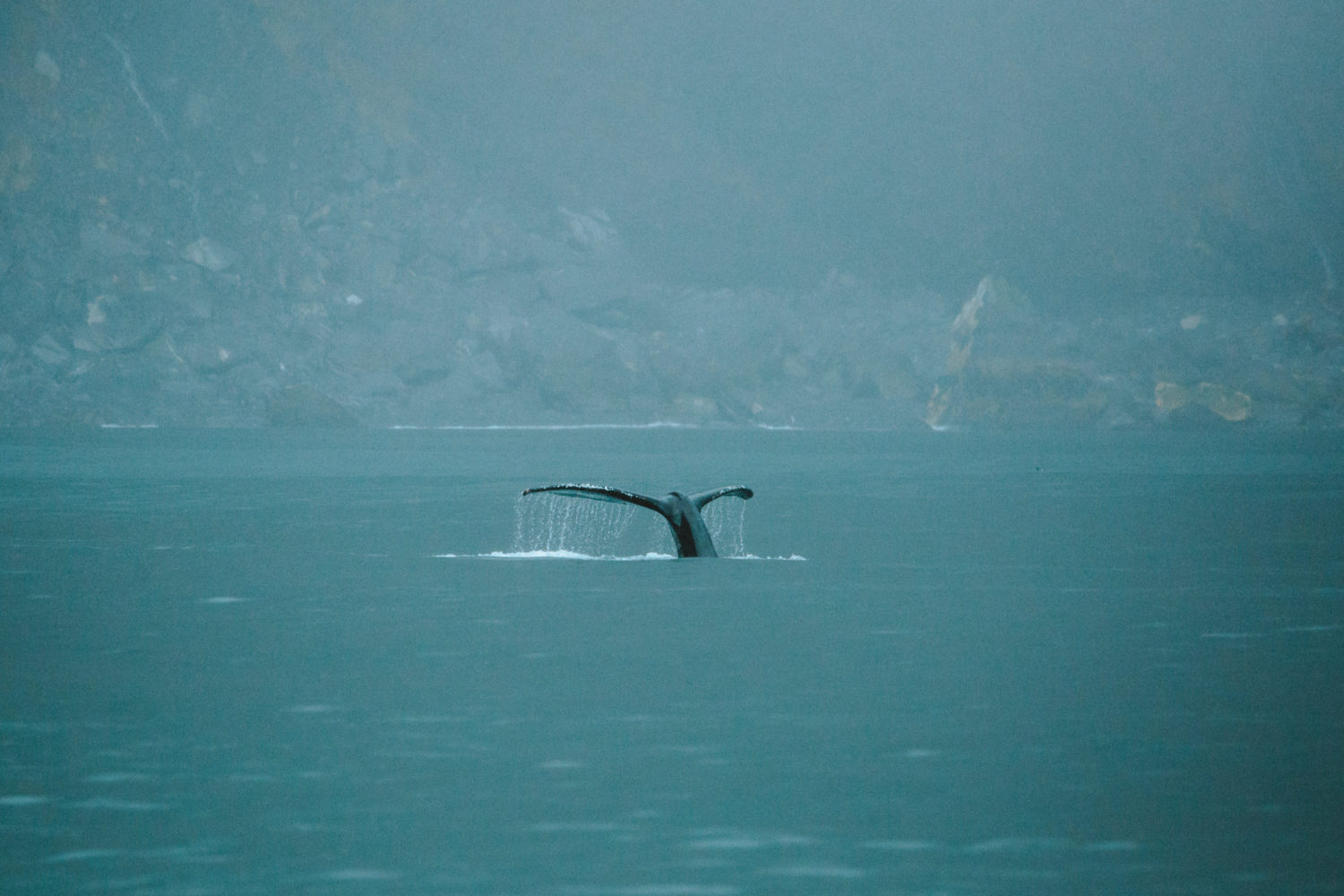Avistamiento de ballenas en Tofino, Canadá