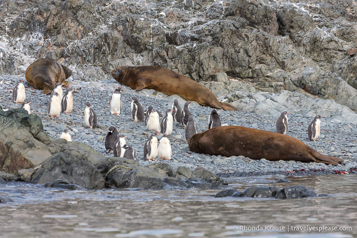 Antarctic Wildlife - Una guía para visitantes de los animales en la Antártida