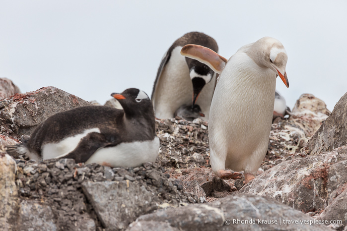 Un pingüino leukistic (blanco) en la Antártida